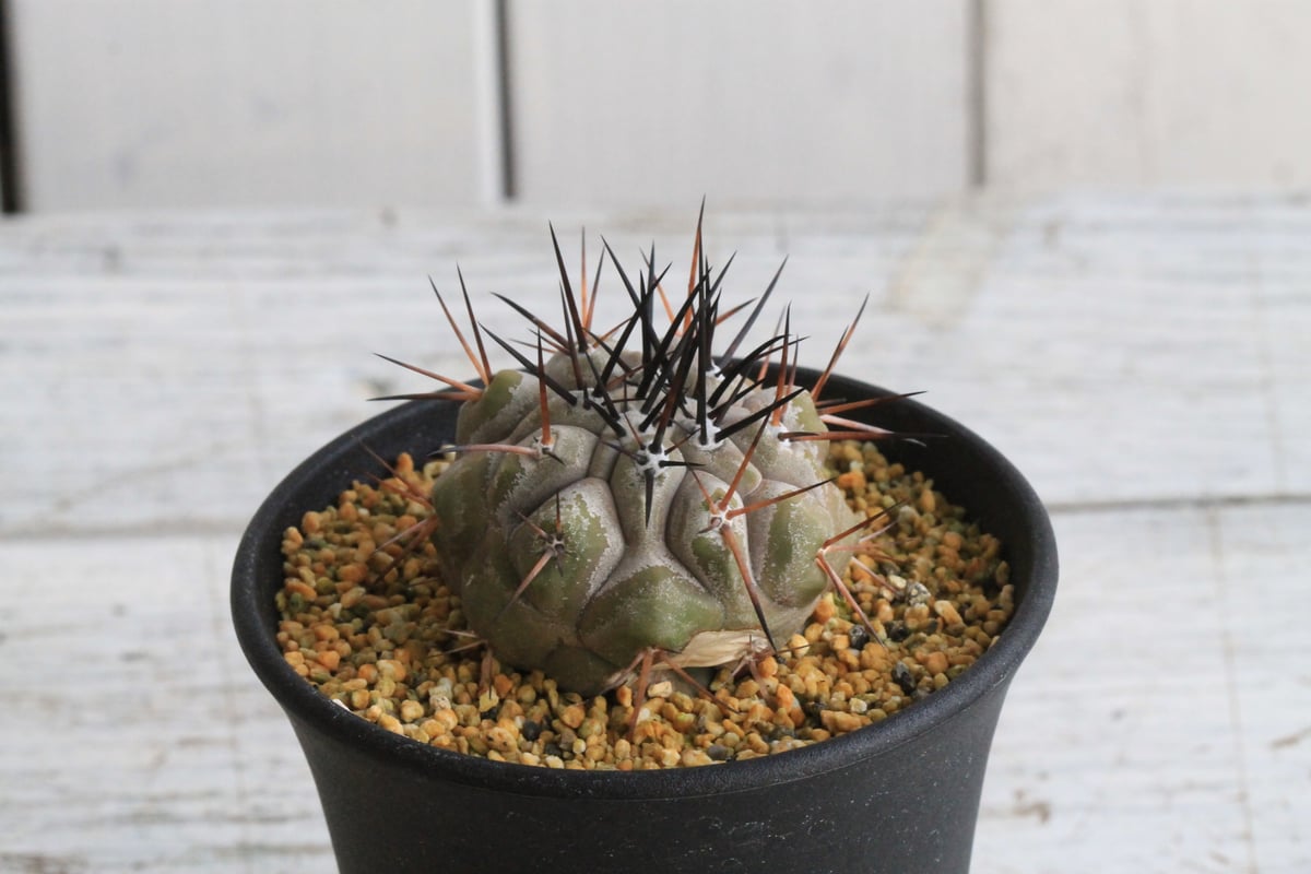 コピアポア シネレア 黒王丸 実生① | hanayoshi-botanical 