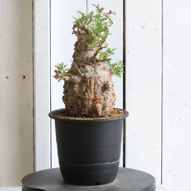 1オペルクリカリア パキプス | hanayoshi-botanical