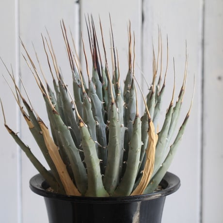 Agave　ユタエンシス　エボリスピナ