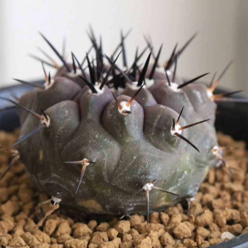 コピアポア 黒王丸 （実生） | hanayoshi-botanical