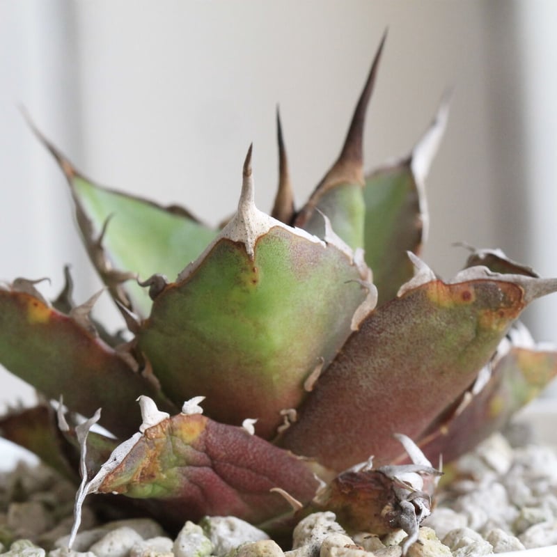 アガベ super titanota Agave ”super titanota” S size | Cactus Green