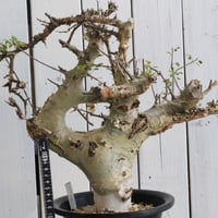 コミフォラ カタフ ターカネンシス 現地球④ | hanayoshi-botanical コミフォラ カタフ ターカネンシス 現地球④ | hanayoshi-botanical