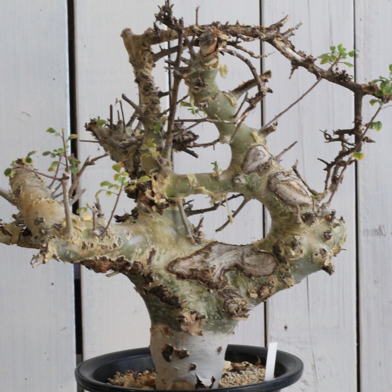 コミフォラ カタフ ターカネンシス 現地球④ | hanayoshi-botanical