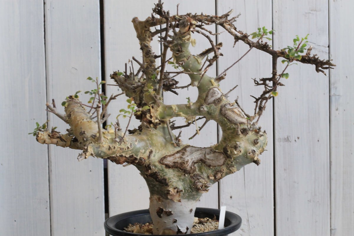 コミュフォラ　ターカネンシス コミフォラ カタフ ターカネンシス 現地球 | hanayoshi-botanical