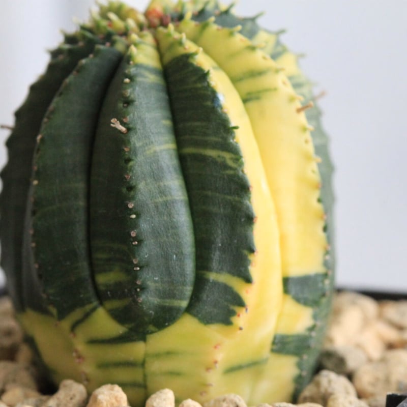 ユーフォルビア 魔紅キリン錦 | hanayoshi-botanical