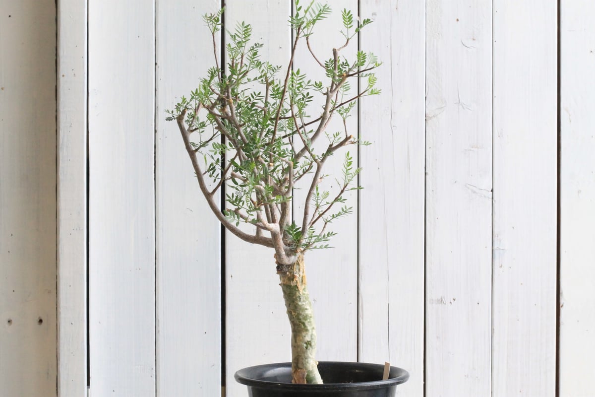 ブルセラ　ミクロフィラ　実生 Bursera microphilla【ブルセラ・ミクロフィラ・実生】 | RIMO'S GREEN