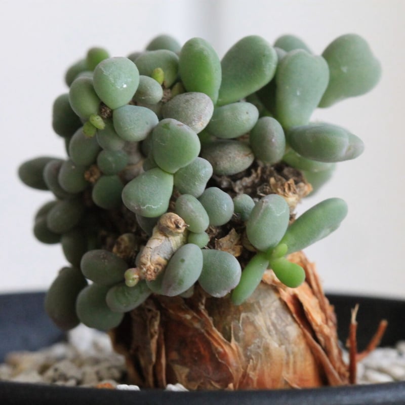 ケラリア ピグマエア | hanayoshi-botanical