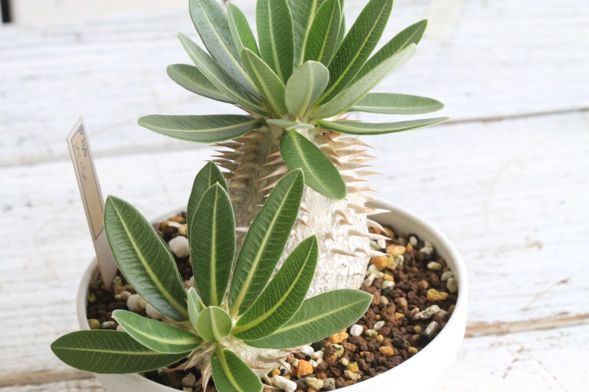 パキポディウム タッキー×レウコキサンツム　ハイブリッド パキポディウム タッキー×レウコキサンツム ハイブリッド