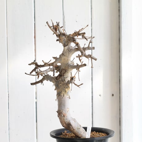 Comiphora holtziana  ホルトジアナ