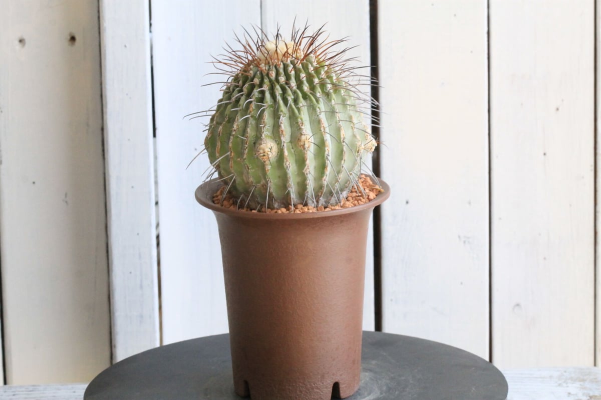 黒士冠　現地球　激ヤバ　群生　コレクション株　デアルバータ fit=scale-down,w=1200