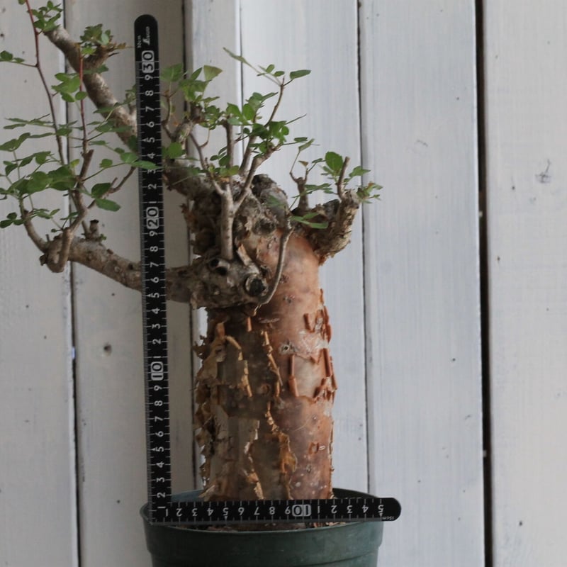 ブルセラ・ファガロイデス ブルセラ ファガロイデス | hanayoshi-botanical