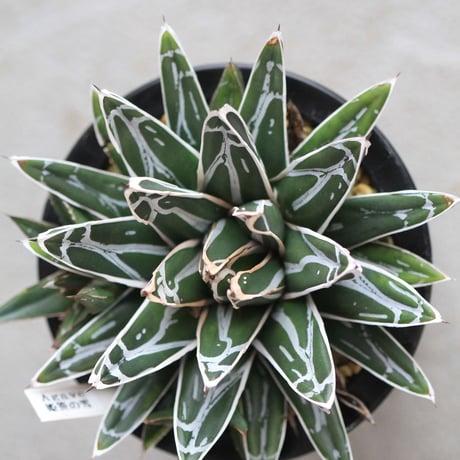 agave victoriae-reginae 姫笹の雪