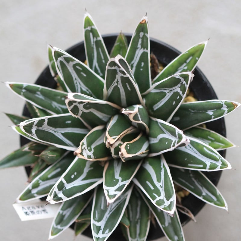 agave victoriae-reginae 姫笹の雪 | hanayoshi-botanical