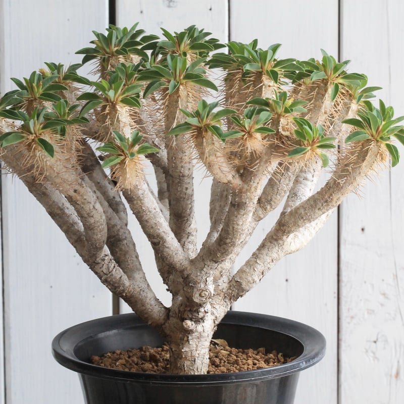 ユーフォルビア　ギラウミニアナ ユーフォルビア ギラウミニアナ 輸入株［No.41］ 4号鉢 | Botanical Holic