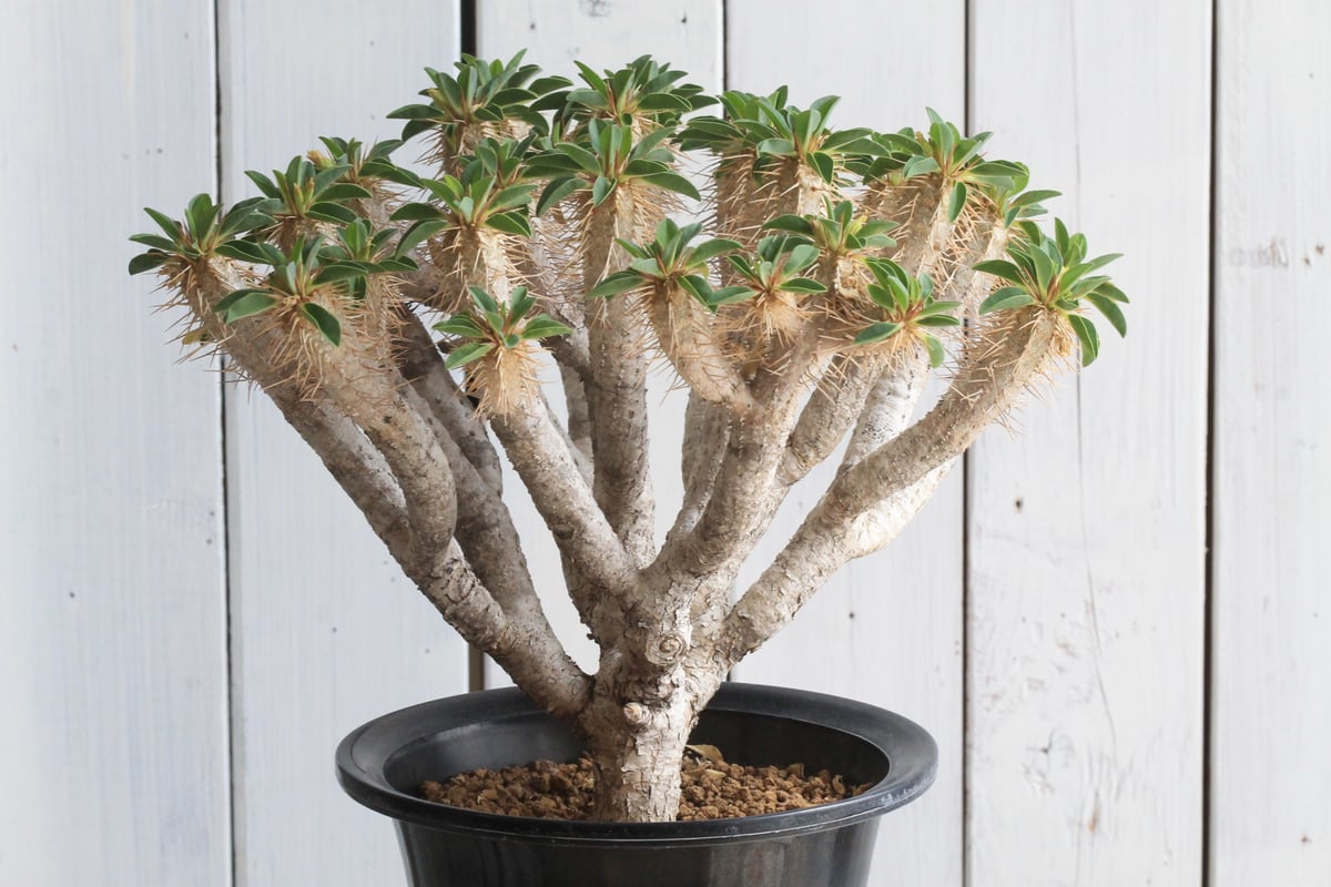 ユーフォルビア ギラウミニアナ | hanayoshi-botanical