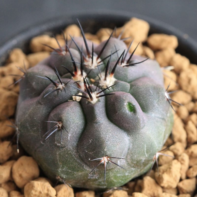 コピアポア　FNつき　実生10種類セット　各1苗ずつ コピアポア FNつき 実生10種類セット 各1苗ずつ コピアポア FNつき