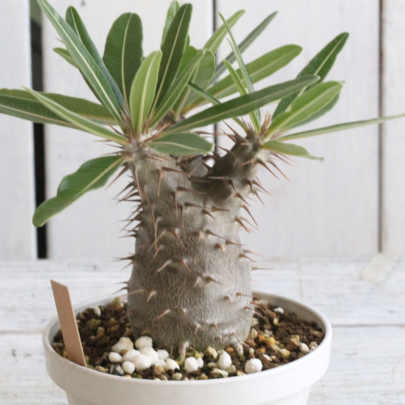 パキポディウム カクチペス | hanayoshi-botanical