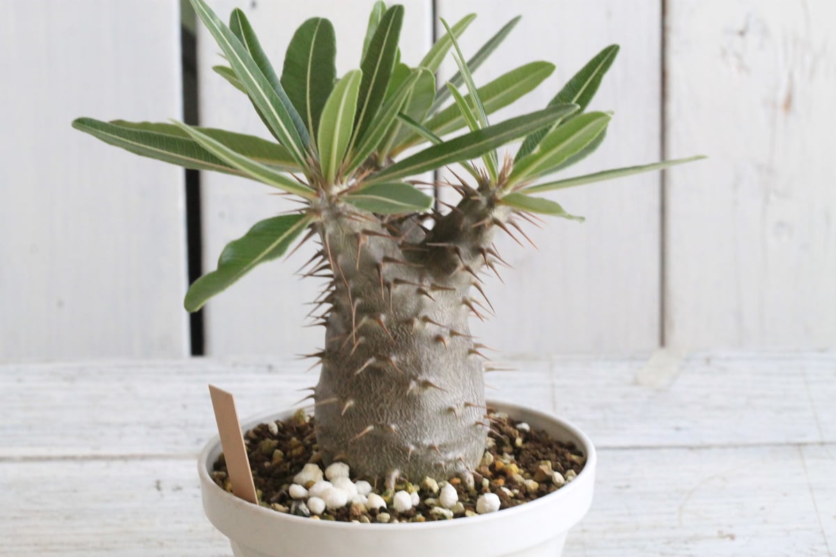 パキポディウム カクチペス | hanayoshi-botanical