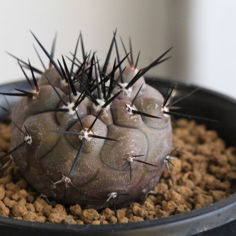 コピアポア：黒王丸 × 銅羅丸 （20250504-5） コピアポア：黒王丸 × 銅羅丸 （20250504-5） コピアポア・黒