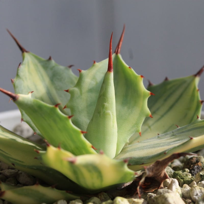 アガベ 楊貴妃 | hanayoshi-botanical