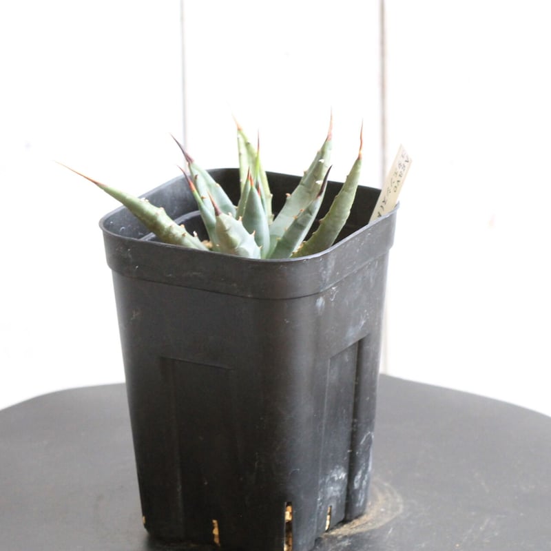 アガベ　ユタエンシス　ドワーフ アガベ ユタエンシス（ドワーフ） | hanayoshi-botanical