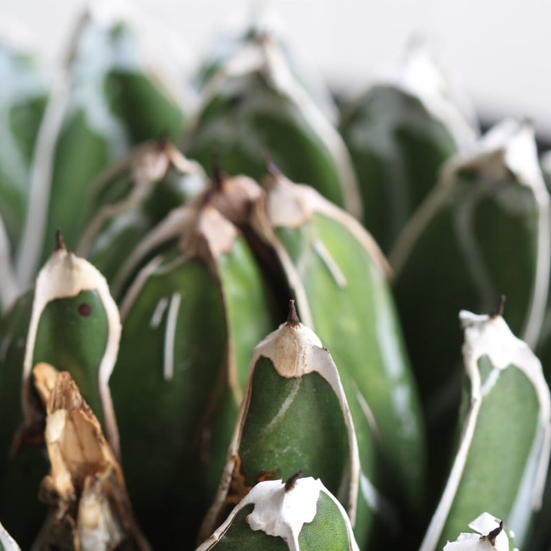 アガベ 児玉姫笹の雪 | hanayoshi-botanical