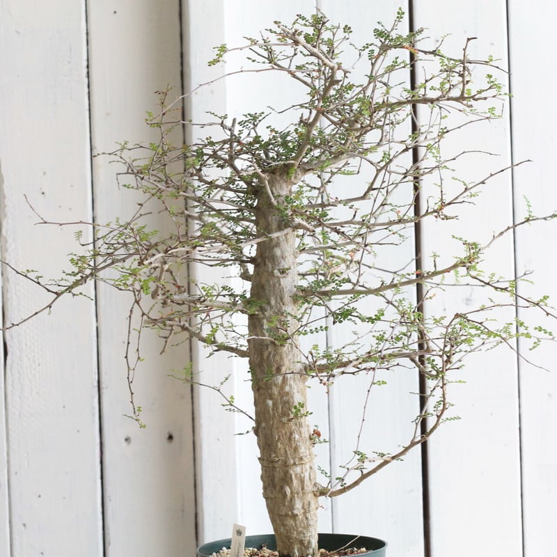 オペルクリカリア デカリー | hanayoshi-botanical