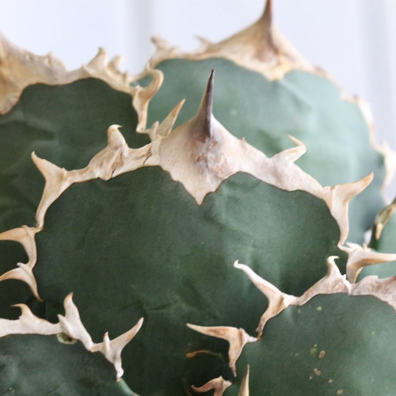 アガベ チタノタ FO-76 現品鉢ごと アガベ チタノタ FO-76 | hanayoshi-botanical