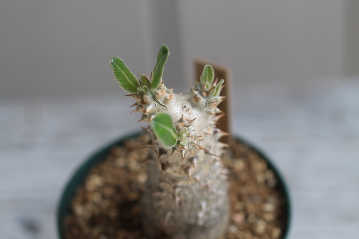 パキポディウム タッキー 実生 パキポディウム タッキー 実生