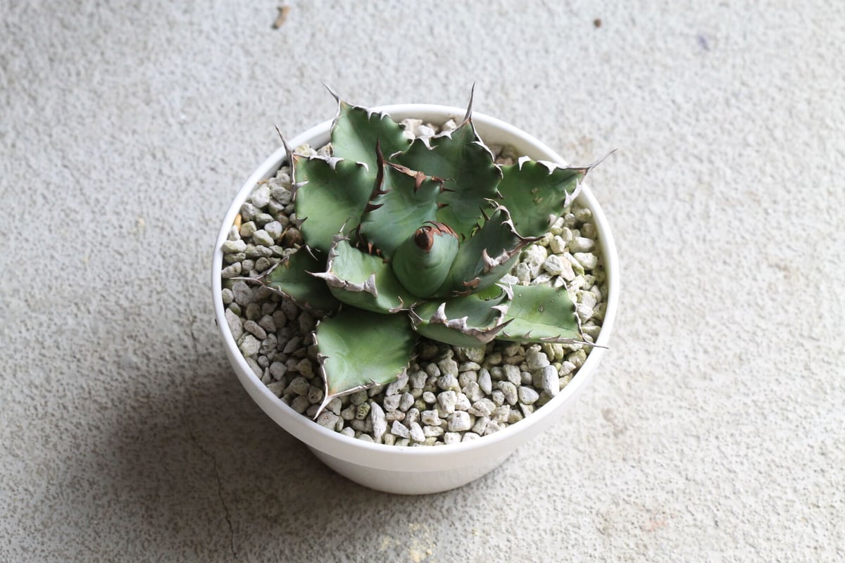 アガベ チタノタ NO.1 | hanayoshi-botanical