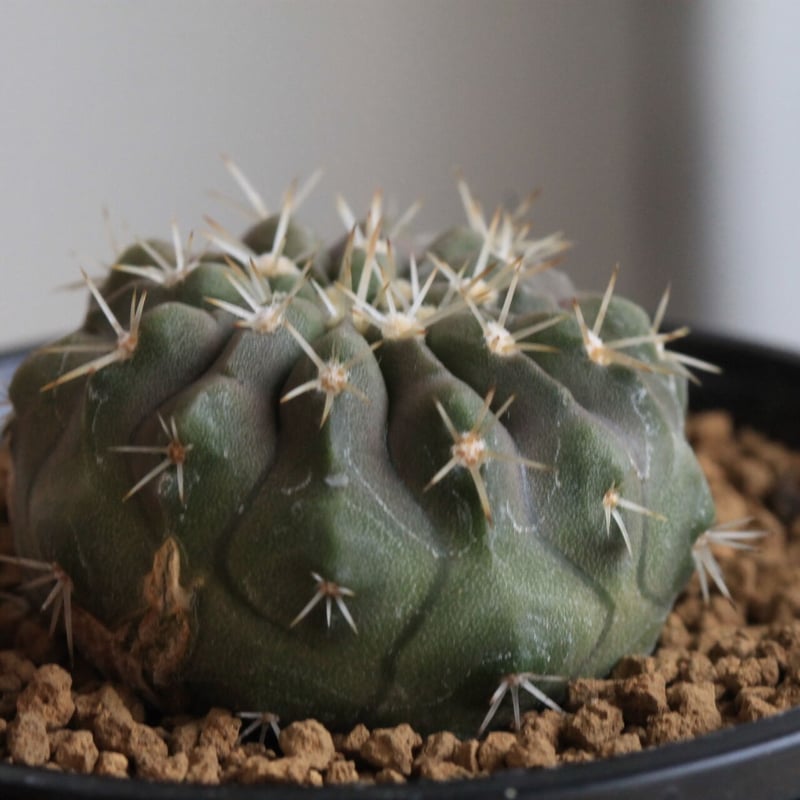 コピアポア コルムナ アルバ（実生） | hanayoshi-botanical