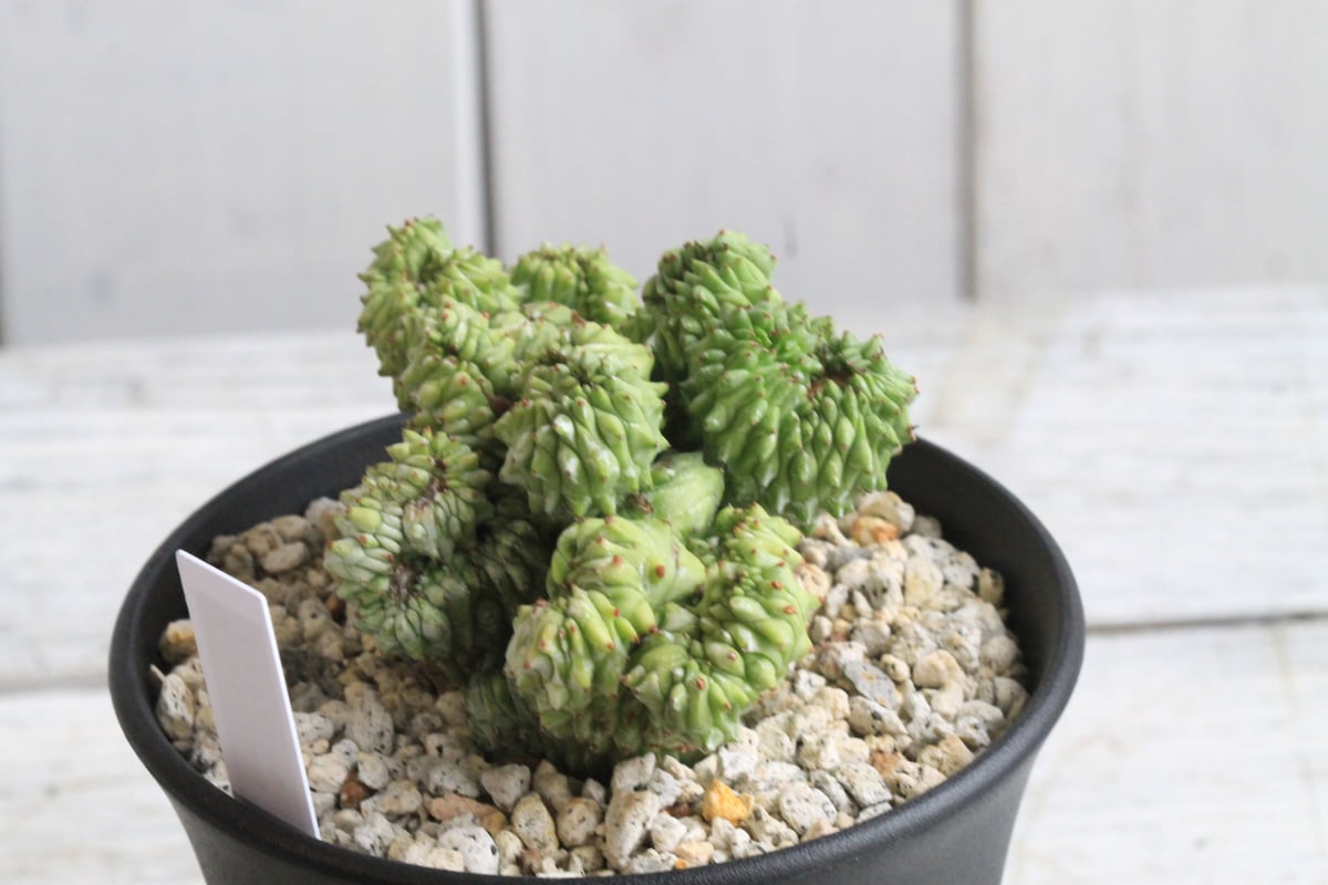 ユーフォルビア ホリダhyb 綴化② | hanayoshi-botanical