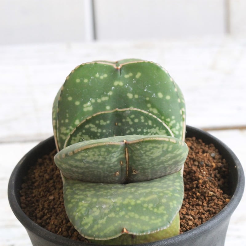 ガステリア 恐竜④ | hanayoshi-botanical