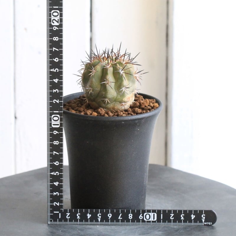 コピアポア マレッティアナ | hanayoshi-botanical