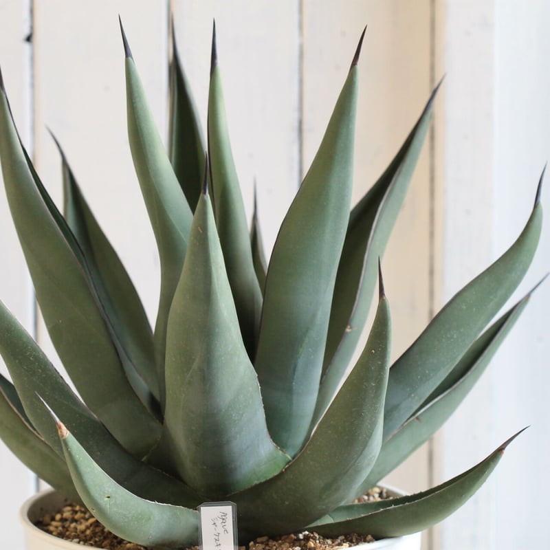 Agave シャークスキン | hanayoshi-botanical Agave シャークスキン | hanayoshi-botanical