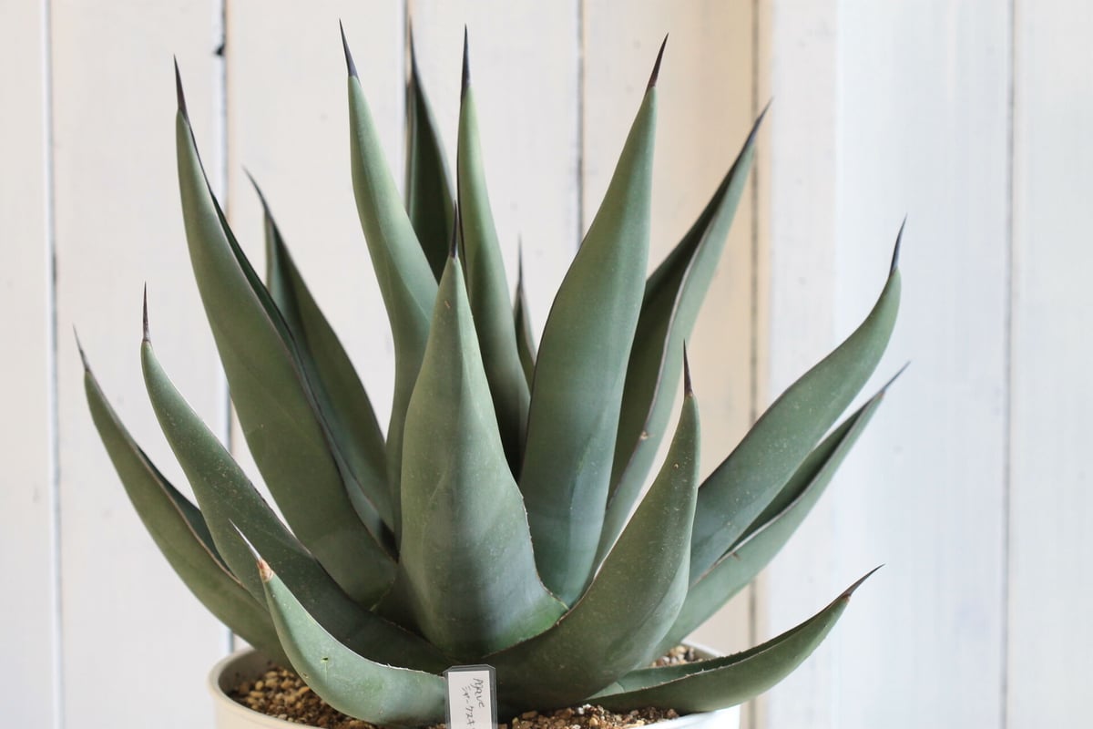 タ*店様 【超希少サイズ/300円スタート】シャークスキン　アガベ　トランカータ fit=scale-down,w=1200