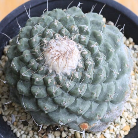 ストロンボカクタス　菊水