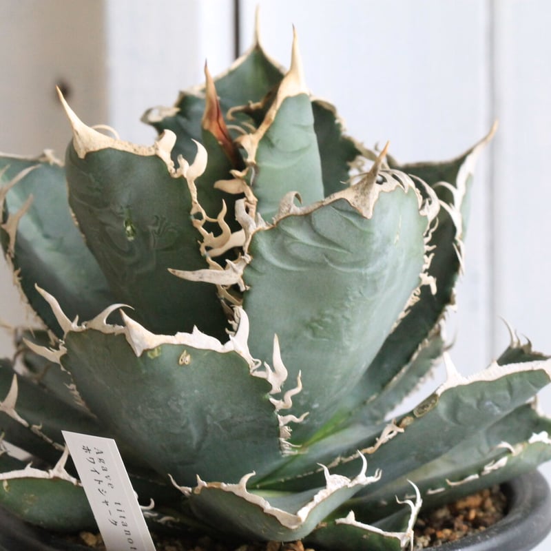 アガベ チタノタ ホワイトシャーク（特選） | hanayoshi-botanical