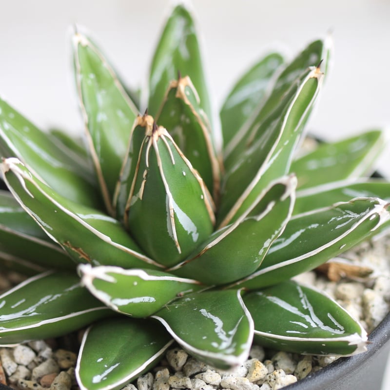 アガベ 帯向笹の雪 ダルマ② | hanayoshi-botanical