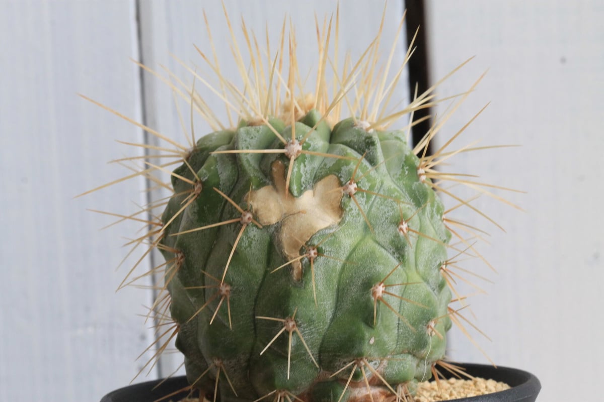 コピアポア ギガンティア | hanayoshi-botanical