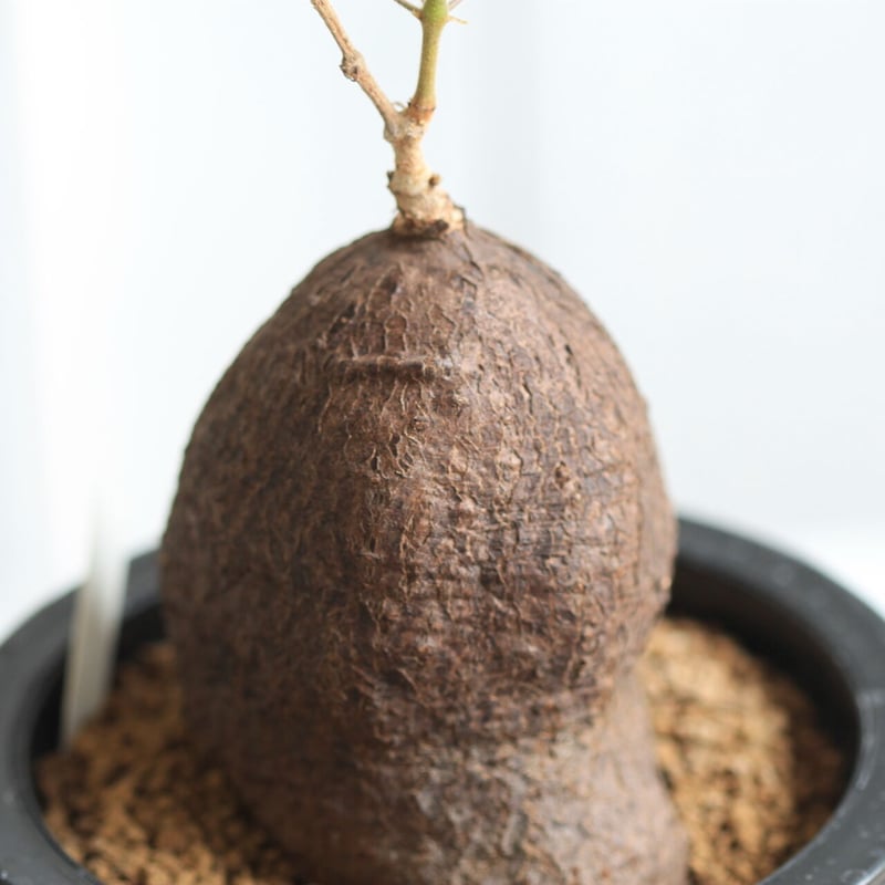 キフォステンマ モンタグナッキー | hanayoshi-botanical