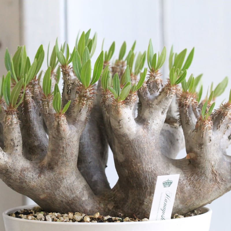 パキポディウム ブレビカリックス | hanayoshi-botanical