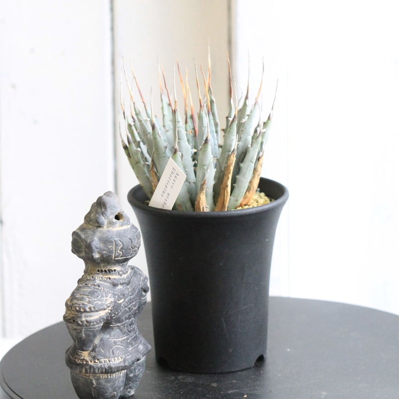 アガベ ユタエンシス エボリスピナ | hanayoshi-botanical