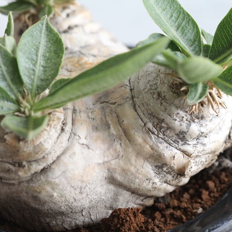 pachypodium エブレネウム