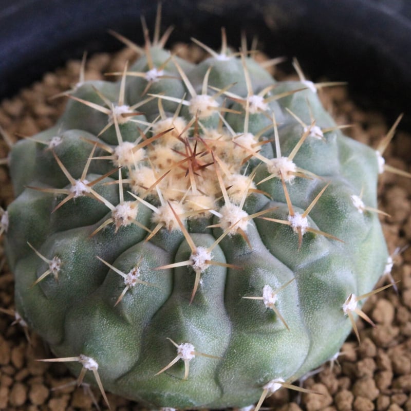 コルムナアルバ 実生 鉢植えメルカリ便送料込み コピアポア コルムナ アルバ（実生） | hanayoshi-botanical