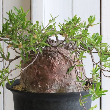 フォッケア・エデュリス | STORES