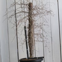 ブルセラ ミクロフィラ 挿し木① | hanayoshi-botanical