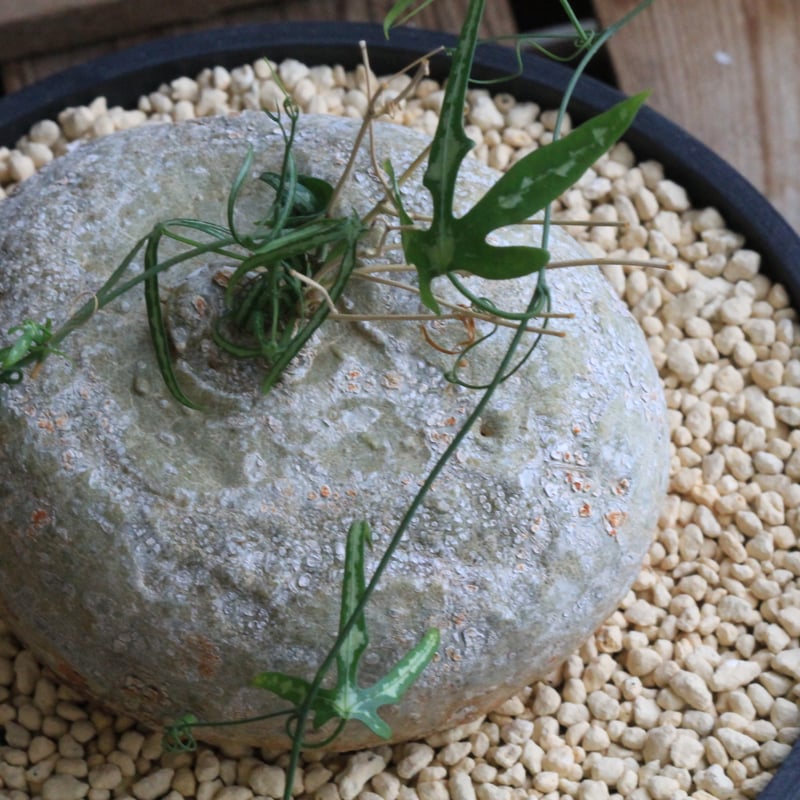 アデニア キルキー | hanayoshi-botanical