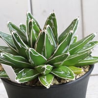 アガベ 氷山 | hanayoshi-botanical