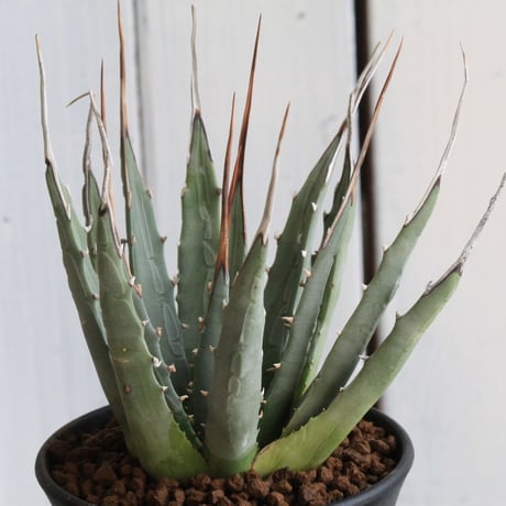 アガベユタエンシスネバデンシス | STORES